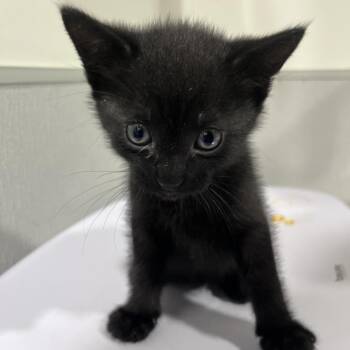 Storm -  Domestic Short Hair Cat for Adoption in Tampa, Florida - Storm | PetCurious