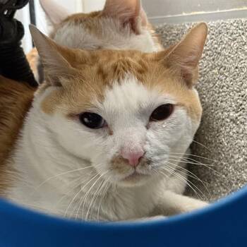 Domestic Short Hair Cats Available for Adoption - DUSTY | PetCurious