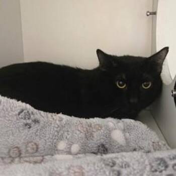 Lava Cake -  Domestic Short Hair Cat for Adoption in Phoenixville, Pennsylvania - Lava Cake | PetCurious