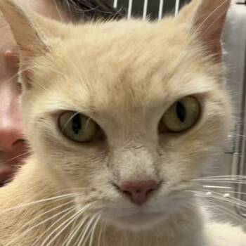 Danni Lu -  Domestic Short Hair Cat for Adoption in Evansville, Indiana - Danni Lu | PetCurious