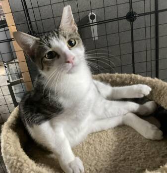 Rescue Domestic Short Hair Cats for Adoption in Nashville, Tennessee - Leo | PetCurious