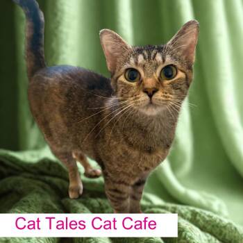 Mallory -  Domestic Short Hair Cat for Adoption in Chapel Hill, North Carolina - Mallory | PetCurious