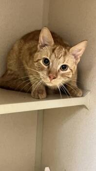 Sam -  Domestic Short Hair Cat for Adoption in East Brookfield, Massachusetts - Sam | PetCurious