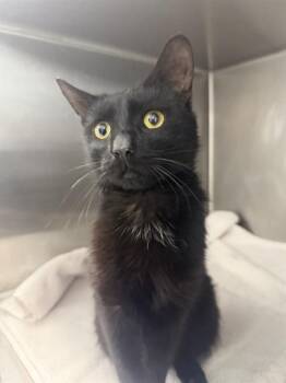 Domestic Short Hair Cats Available for Adoption in Charlotte, North Carolina - A1262428 | PetCurious