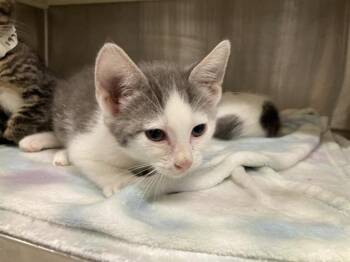 BLANCHE -  Domestic Short Hair Cat for Adoption in Tustin, California - BLANCHE | PetCurious