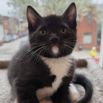 Momma + 5 -  Domestic Short Hair Cat Available for Adoption in Reisterstown, Maryland - Momma + 5 | PetCurious
