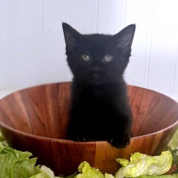 Spinach -  Domestic Short Hair Cat for Adoption in Brownsboro, Alabama - Spinach | PetCurious