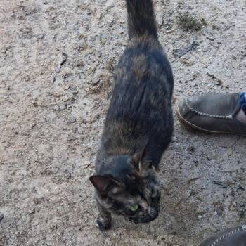 Pippie (mom) -  Domestic Short Hair Cat for Adoption in Blairsville, Georgia - Pippie (mom) | PetCurious