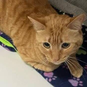 Tabby Cats Available for Adoption - Tango | PetCurious