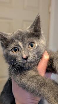 Domestic Short Hair Cats Available for Adoption in Plymouth, Michigan - Gray Mom Baby 2- Baby Kitty | PetCurious