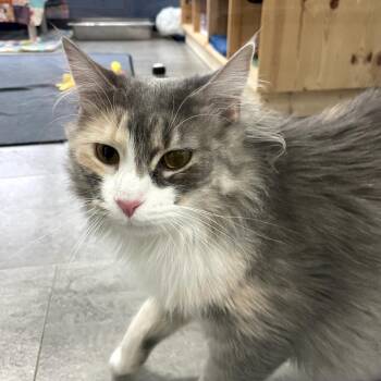 Domestic Long Hair Cats Available for Adoption - Puff*Bonded W/ Pretty* | PetCurious