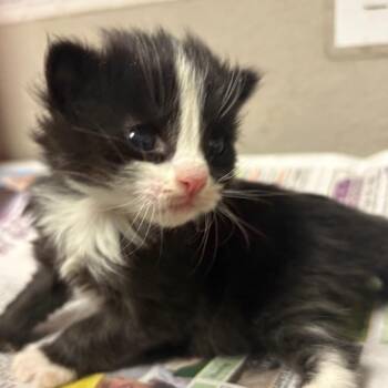 Domestic Long Hair Cats Available for Adoption - Charleen | PetCurious