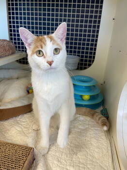 Rescue Tabby and Domestic Short Hair Cats for Adoption in Rockwall, Texas - Golden | PetCurious