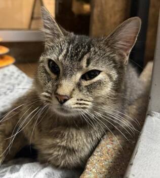 Domestic Short Hair Cats Available for Adoption in North Charleston, South Carolina - 92545a Lauren | PetCurious
