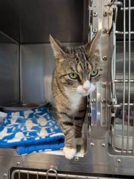 Luli -  Domestic Short Hair Cat for Adoption in Bridgewater, New Jersey - Luli | PetCurious
