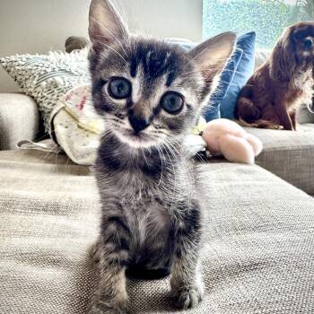 Tabby Cats Available for Adoption in San Juan Capistrano, California - Buck | PetCurious
