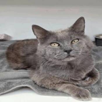 Domestic Short Hair Cats Available for Adoption in Indianapolis, Indiana - Mint | PetCurious