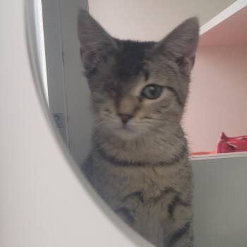 McNallan -  Domestic Short Hair Cat for Adoption in Rochester, Minnesota - McNallan | PetCurious