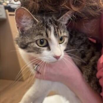 Rescue Domestic Short Hair Cats for Adoption in Morganfield, Kentucky - Kai | PetCurious