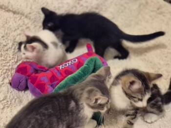Flame -  Domestic Short Hair Cat for Adoption in New York, New York - Flame | PetCurious