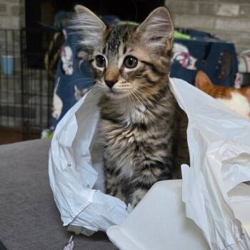 Shrek -  Domestic Short Hair Cat for Adoption in Austin, Texas - Shrek | PetCurious