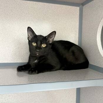 Reason -  Domestic Short Hair Cat for Adoption in Evansville, Indiana - Reason | PetCurious