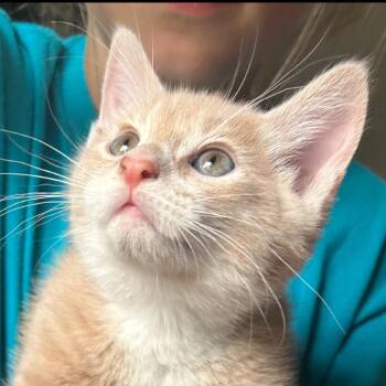 Champagne -  Domestic Short Hair Cat for Adoption in Spokane, Washington - Champagne | PetCurious