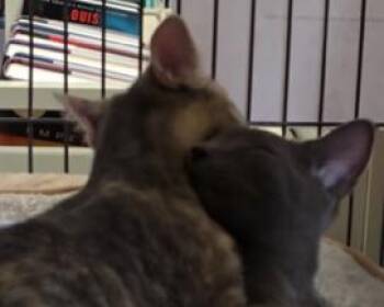 Argyll & Glasgow (Meet at Cupboard Maker Books) -  Domestic Short Hair Cat for Adoption in Lemoyne, Pennsylvania - Argyll & Glasgow (Meet At Cupboard Maker Books) | PetCurious