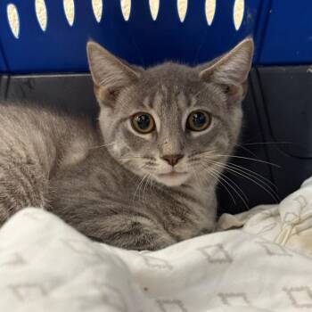 Mio -  Domestic Short Hair Cat for Adoption in Troy, Virginia - Mio | PetCurious