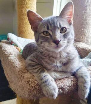 Rescue Domestic Short Hair Cats for Adoption in Long Beach, California - Darlington Aka Mr. Wobbles | PetCurious