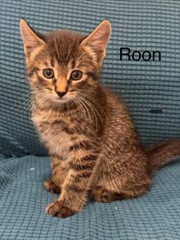 Roon -  Domestic Short Hair Cat for Adoption in Thompson Falls, Montana - Roon | PetCurious