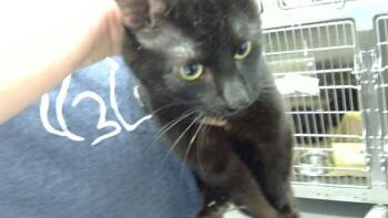 Rescue Domestic Short Hair Cats for Adoption - Comet | PetCurious