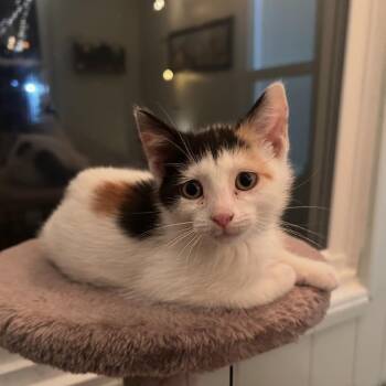 Naples -  Domestic Long Hair Cat for Adoption in Ferndale, Michigan - Naples | PetCurious