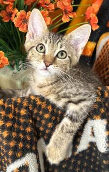 4/13/26 Waffle -  Domestic Short Hair Cat Available for Adoption in Stillwater, Oklahoma - 4/13/26 Waffle | PetCurious