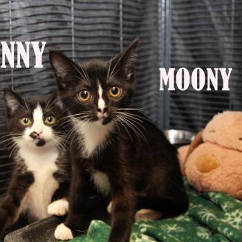 Moony -  Domestic Short Hair Cat for Adoption in Mooresville, North Carolina - Moony | PetCurious