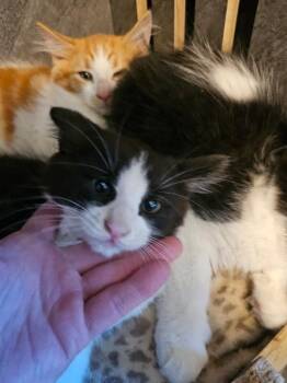 Vera -  Domestic Medium Hair Cat for Adoption in Kennewick, Washington - Vera | PetCurious