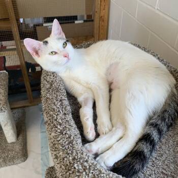 Domestic Short Hair Cats Available for Adoption in Saint Charles, Missouri - Pixie | PetCurious