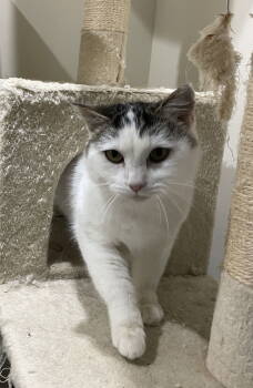 Rescue Domestic Short Hair Cats for Adoption in Herndon, Virginia - Leia | PetCurious