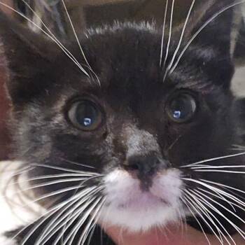 Ryker -  Domestic Short Hair Cat for Adoption in Klamath Falls, Oregon - Ryker | PetCurious
