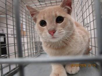 Domestic Short Hair Cats Available for Adoption in Marietta, Georgia - Nemo (693) | PetCurious