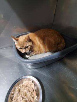 Domestic Short Hair Cats Available for Adoption in Glenfield, New York - Sochi | PetCurious