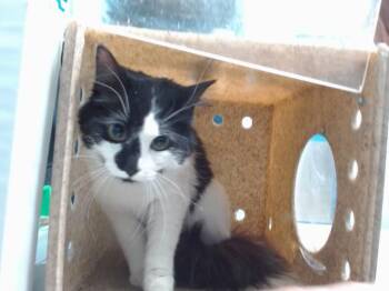 Domestic Medium Hair and Domestic Short Hair Cats Available for Adoption in Albuquerque, New Mexico - EVE | PetCurious