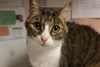 KATY -  Domestic Short Hair Cat Available for Adoption in Columbia, South Carolina - KATY | PetCurious