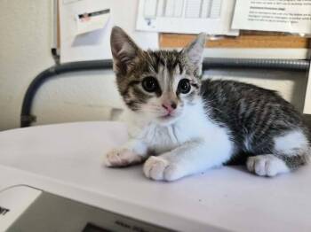 Maria -  Domestic Short Hair Cat for Adoption in Bolivar, Missouri - Maria | PetCurious