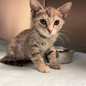 Penelope 9594 -  Domestic Short Hair Cat for Adoption in Columbus, Georgia - Penelope 9594 | PetCurious