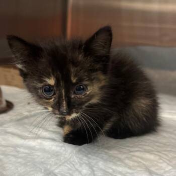 Suicune -  Domestic Short Hair Cat for Adoption in Shinnston, West Virginia - Suicune | PetCurious