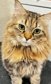 Domestic Long Hair Cats Available for Adoption in Anchorage, Alaska - Harriet | PetCurious