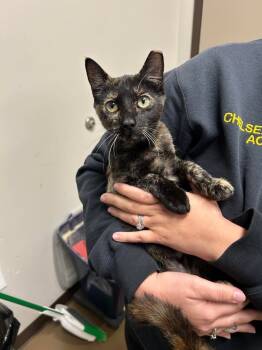 Rescue Domestic Short Hair Cats for Adoption in Springfield, Tennessee - Cora | PetCurious