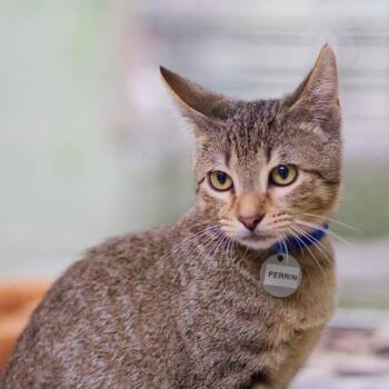 Perrin -  Domestic Short Hair Cat for Adoption in Hot Springs, Arkansas - Perrin | PetCurious