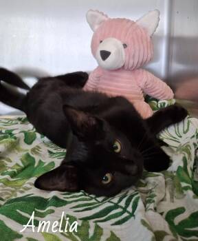 Amelia -  Bombay Cat for Adoption in Wyandotte, Michigan - Amelia | PetCurious